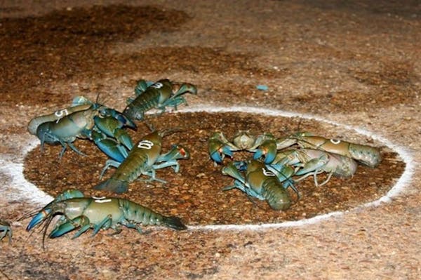 Windorah International Yabby Races