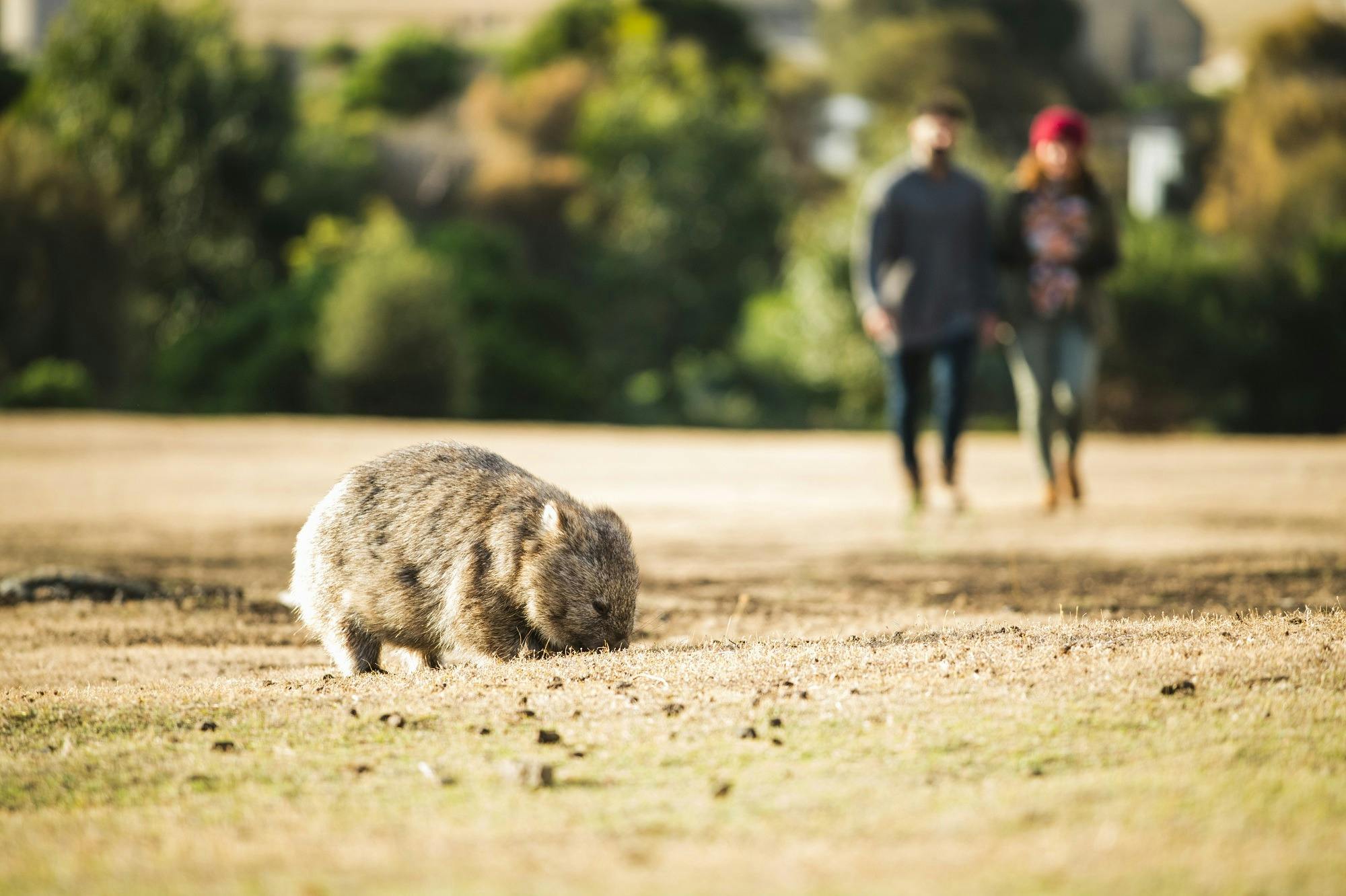 A wombat eating grass in foreground with two people viewing from the distance.