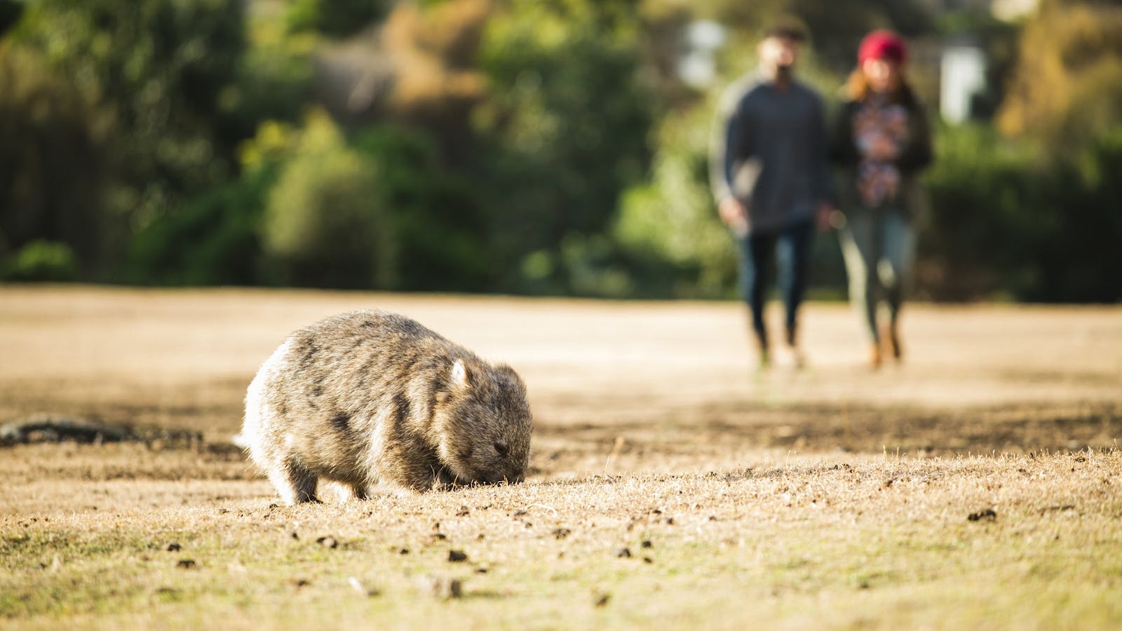 Wombat on Maria Island - A visit ashore included