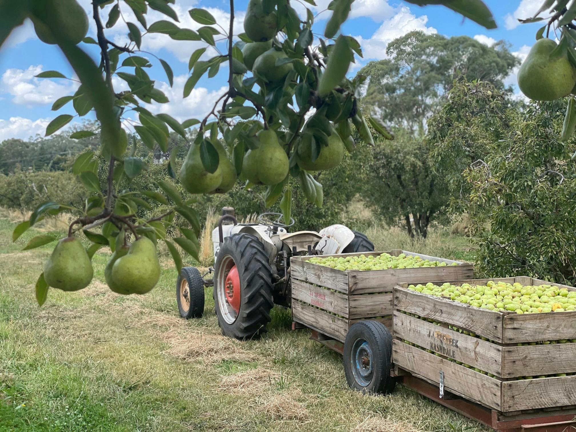 Bins of pears in the pear orchard