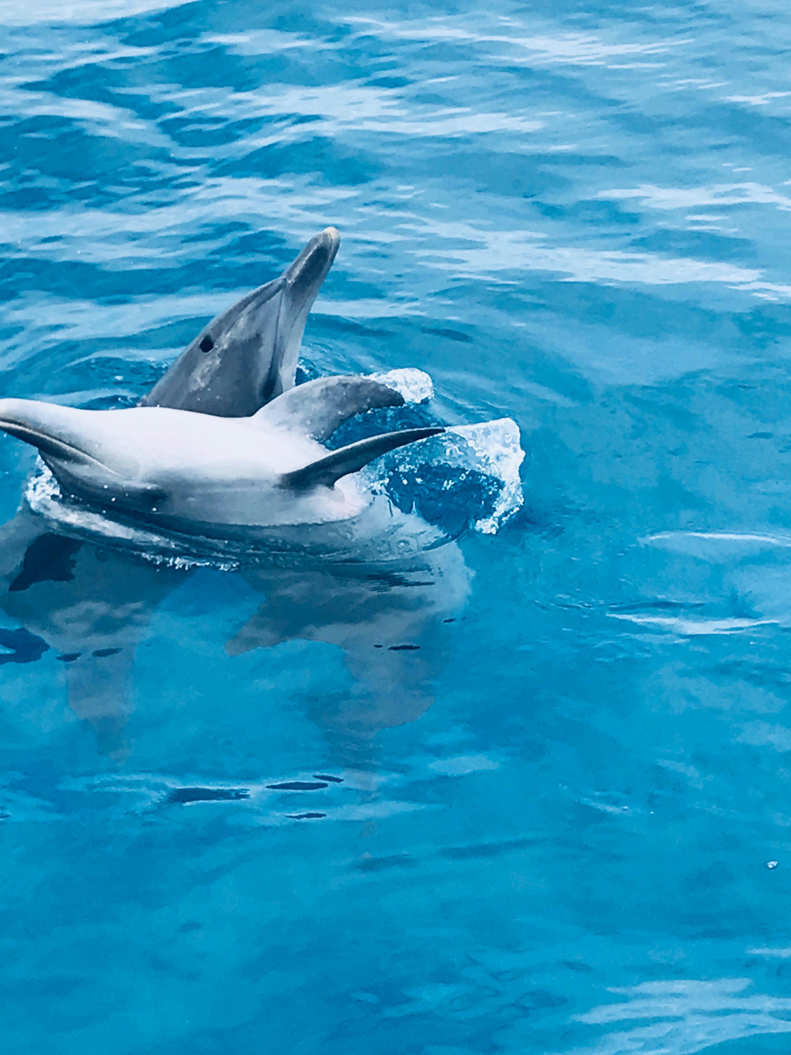 dolphins playing by Freedom III