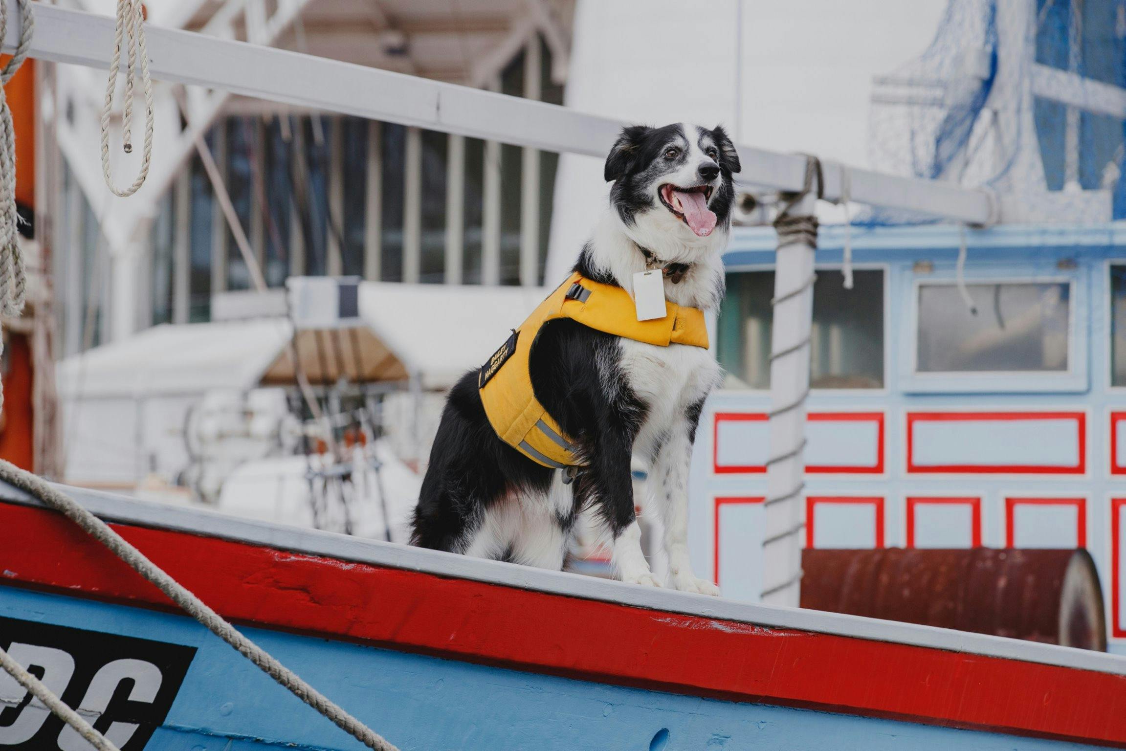 ボートに乗った犬のベイリー