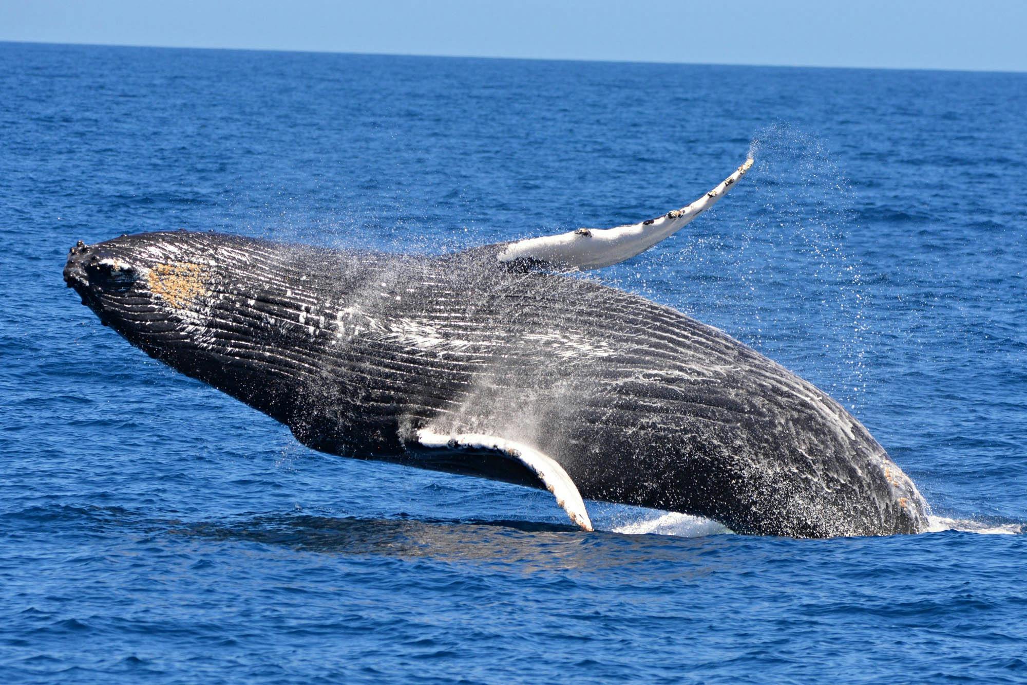 Breaching whale