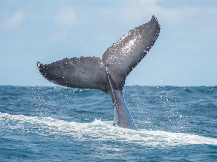 Humpback dive