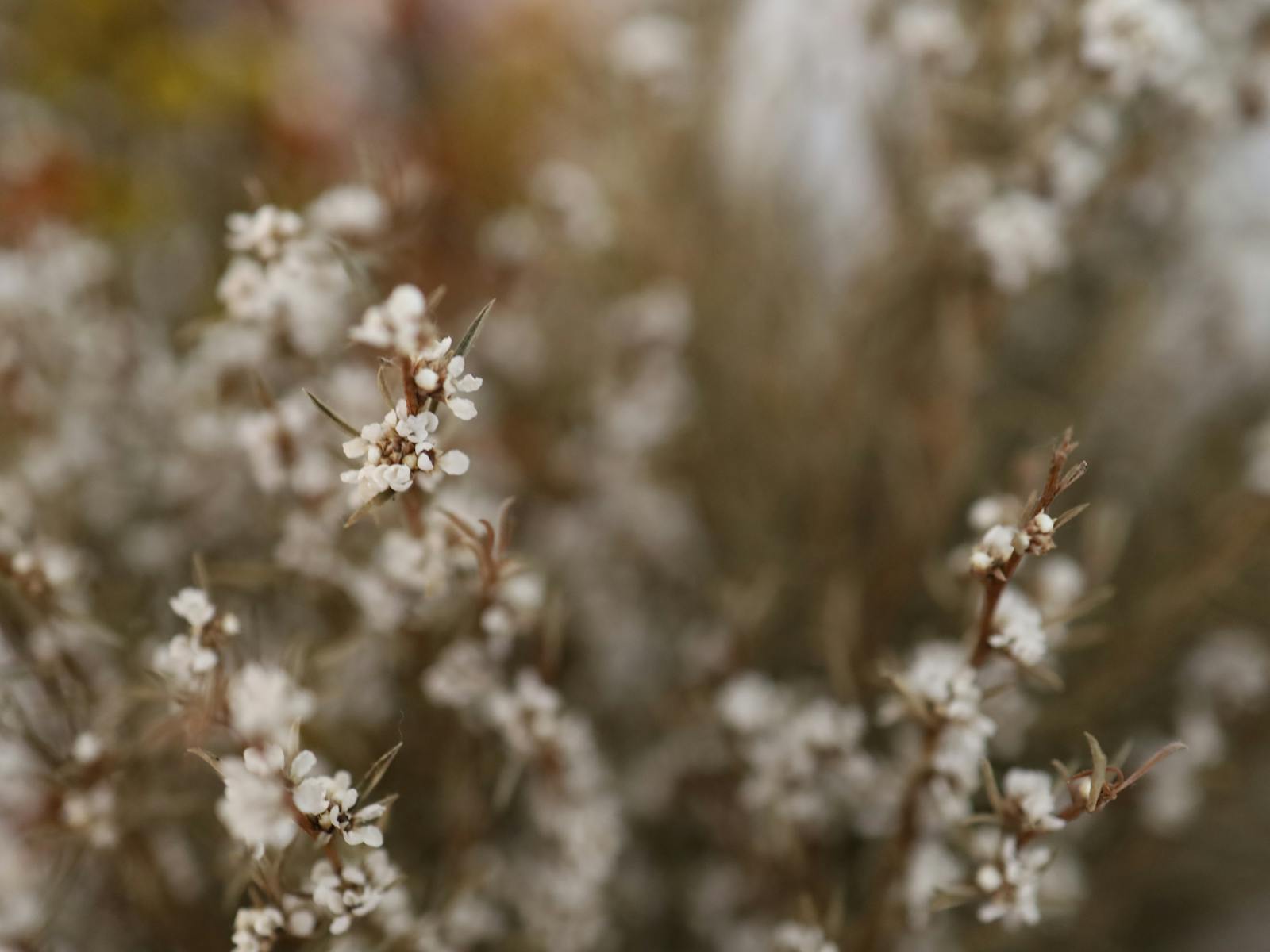 Image for Luminescence Chamber Singers: As A Flower Unfurls