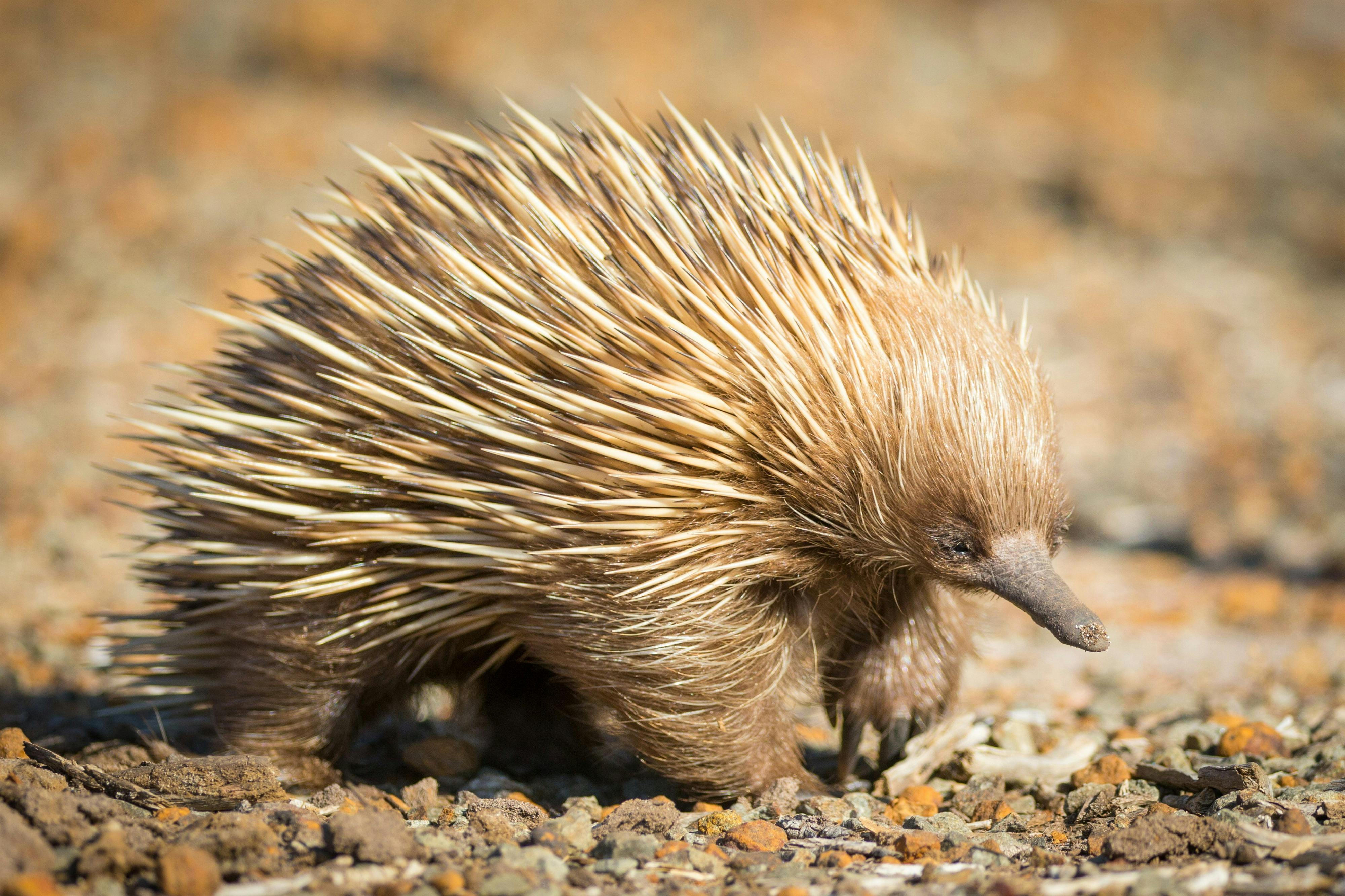 Echidna on Kangaroo Island