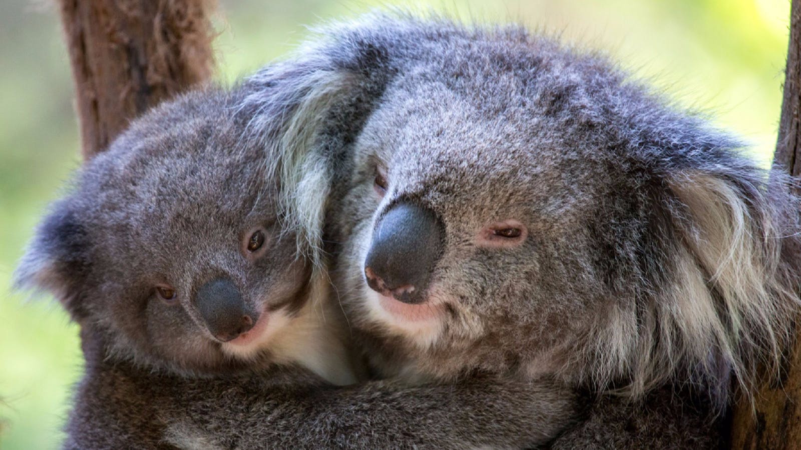 Healesville Sanctuary