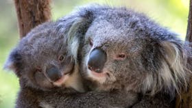 Healesville Sanctuary