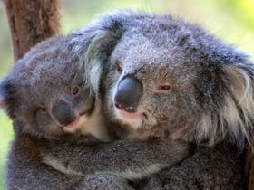 Healesville Sanctuary