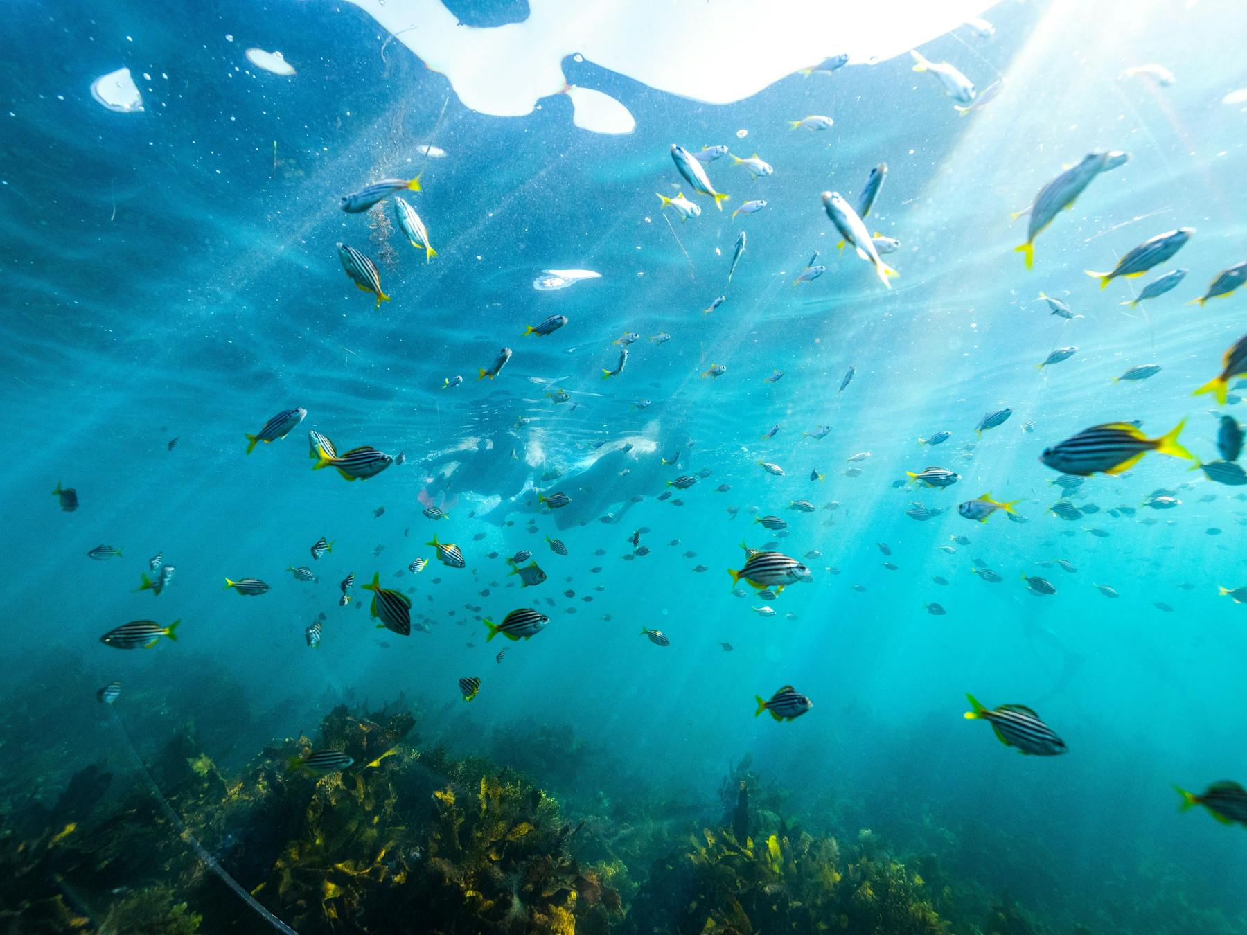 Shelly Beach Snorkelling Tour Manly