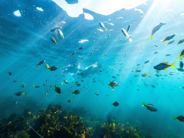 Ecotreasures Manly Snorkel Tour
