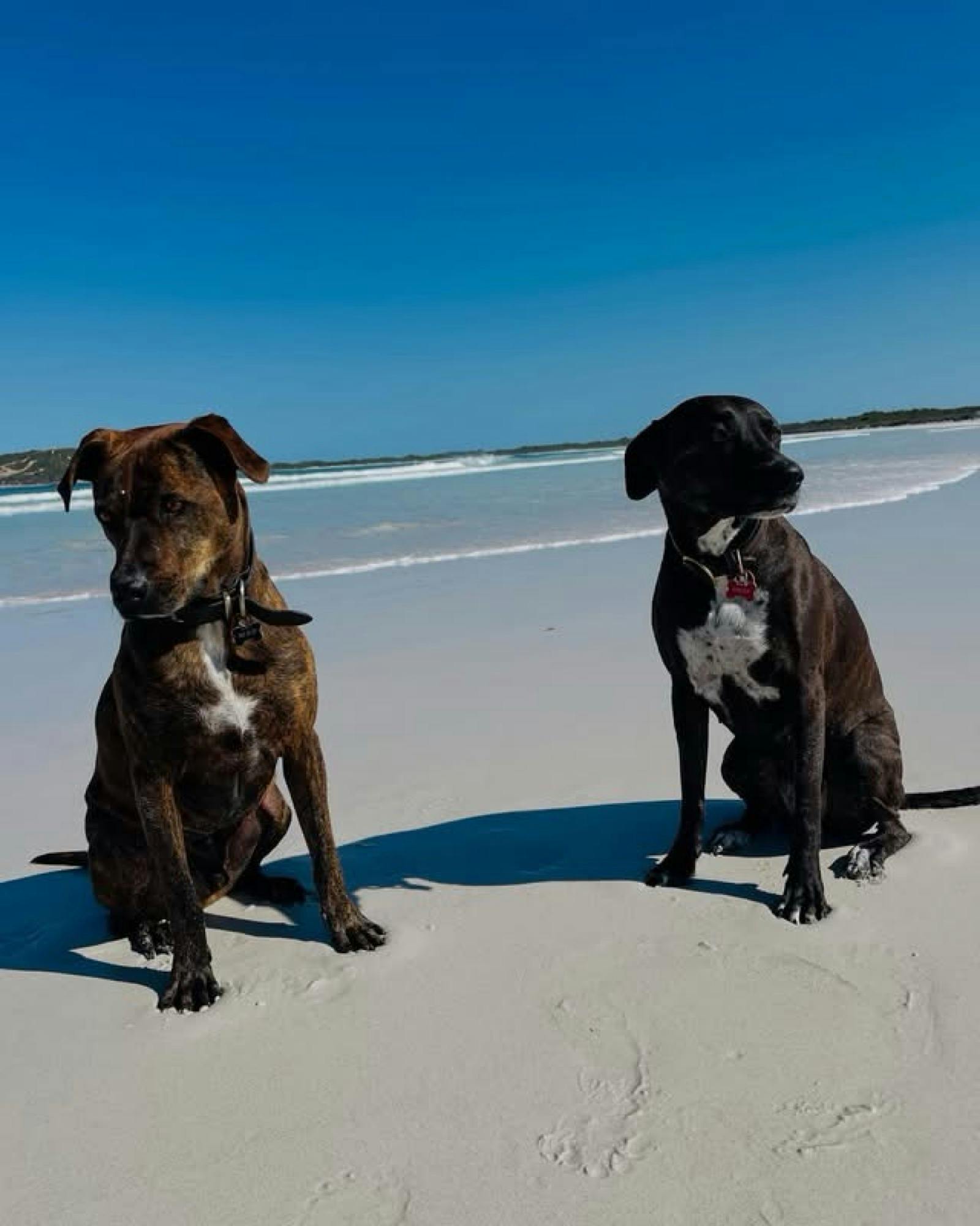 Furkids