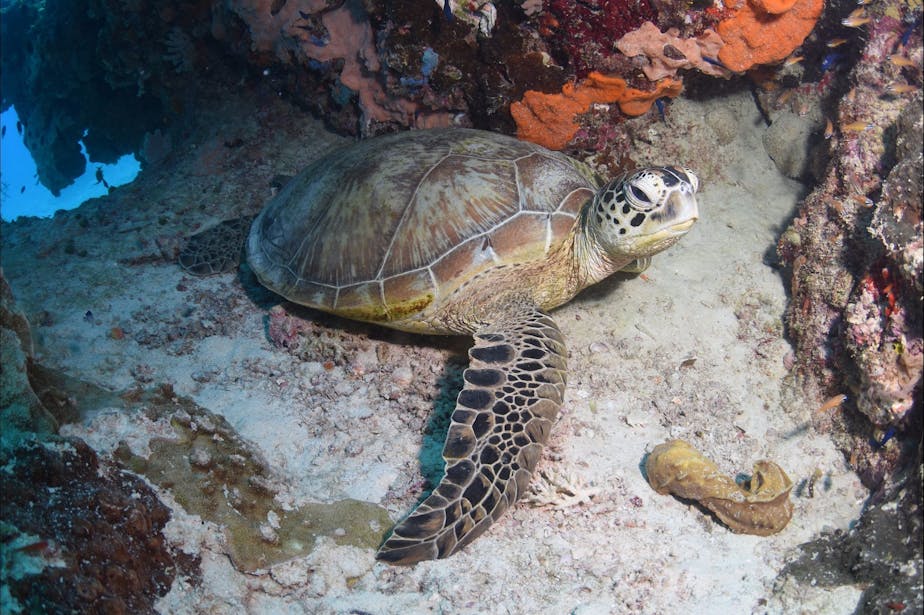 Raine Island Cairns & Great Barrier Reef