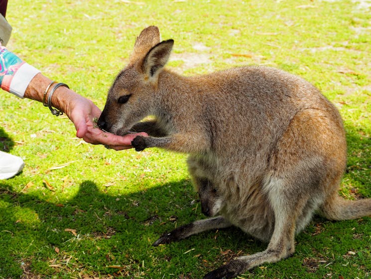 Hand feeding wallaby with joey - Wildlife, Waterfalls and Wine full day tour from Sydney