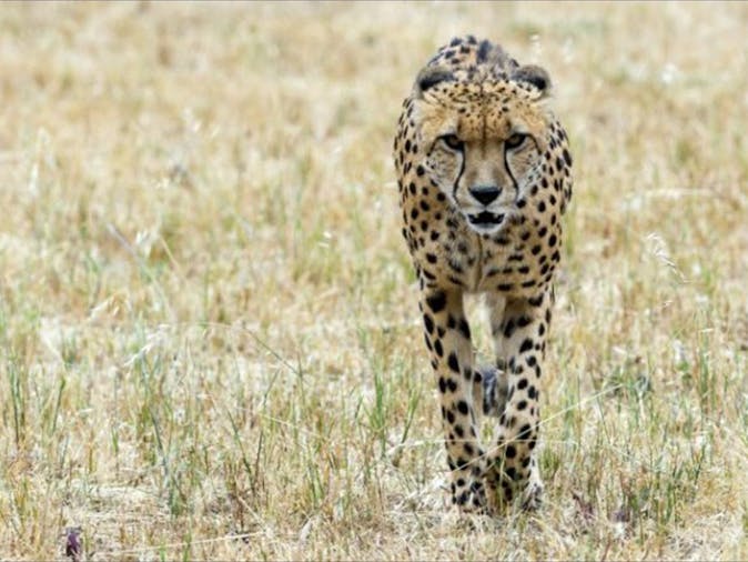 Cheetah Experience