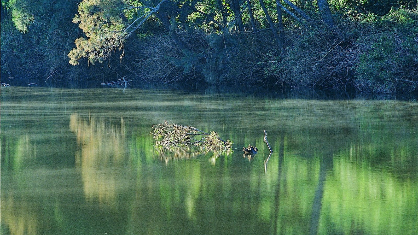 Benarkin State Forest