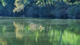 Still waters of Emu Creek in Benarkin State Forest