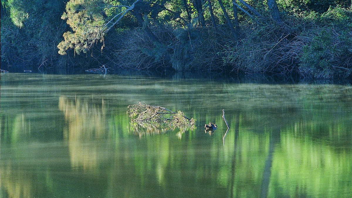 Still waters of Emu Creek in Benarkin State Forest