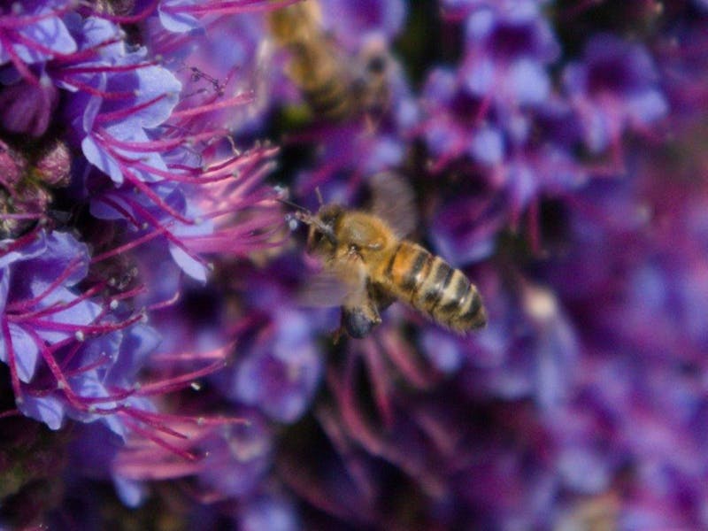 A honey bee gathering pollen from a Pride of Madeira plant