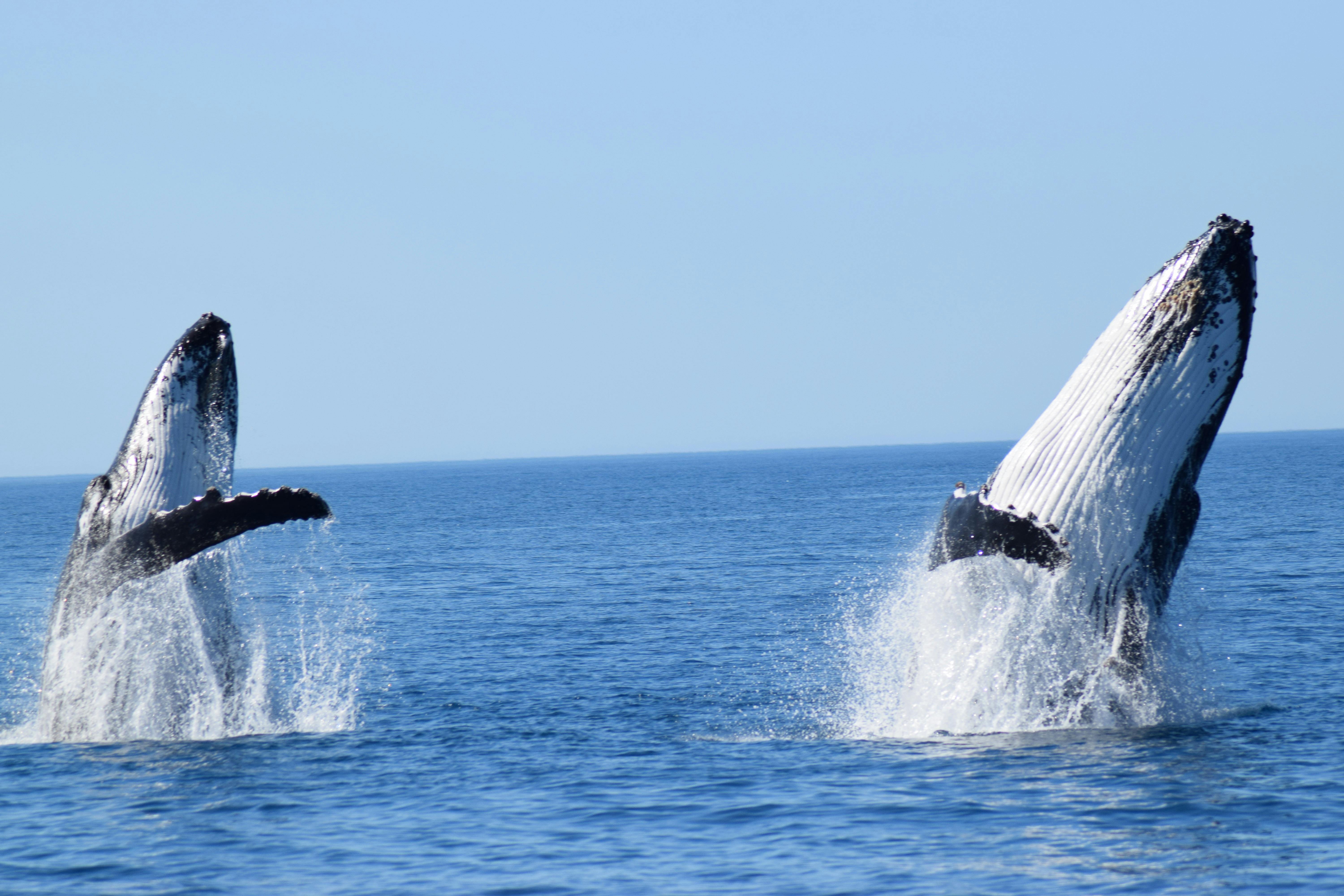 Whale Watching Dunsborough