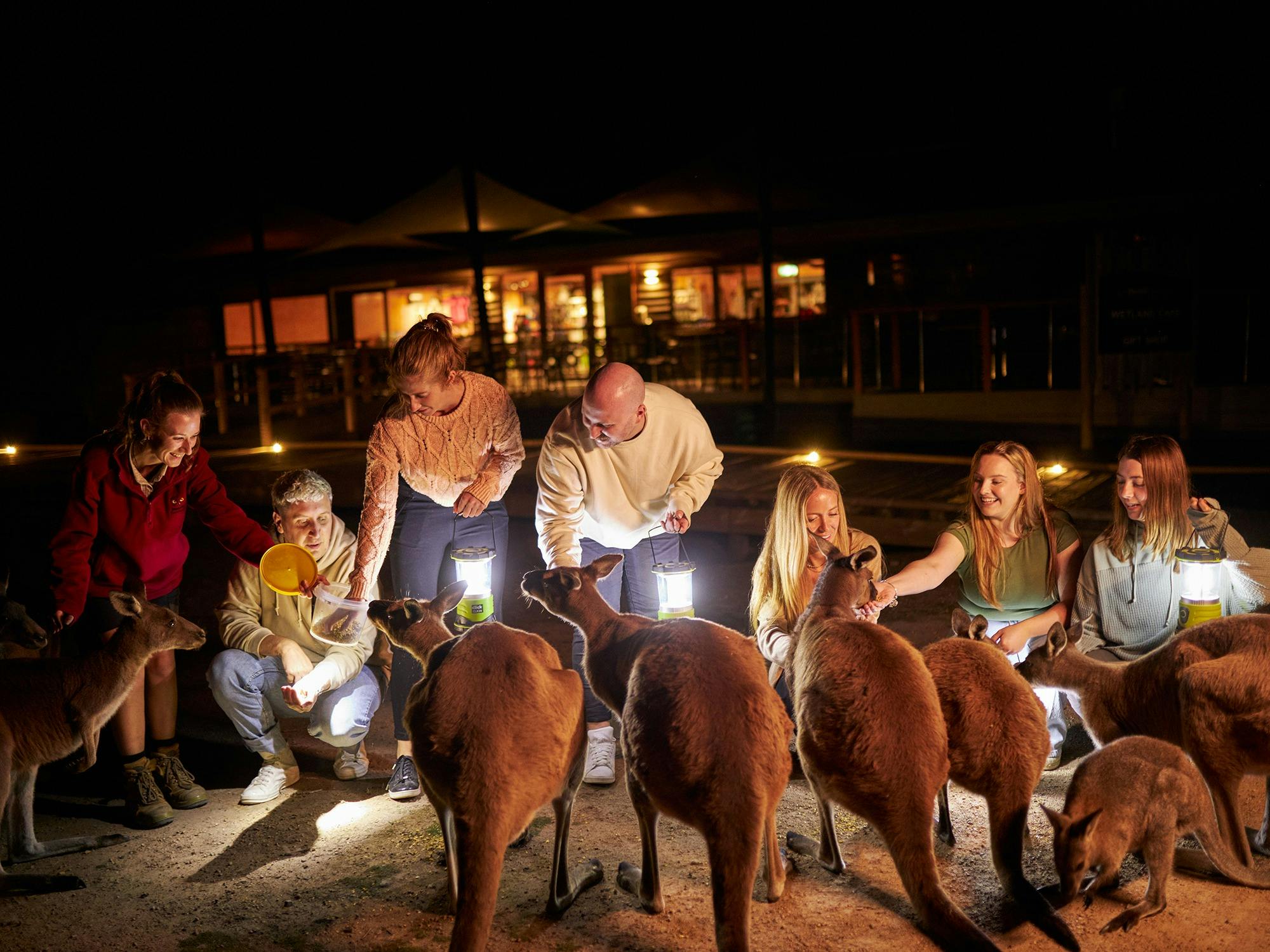 A group of people feed kangaroos on Moonlit Sanctuary's night tour