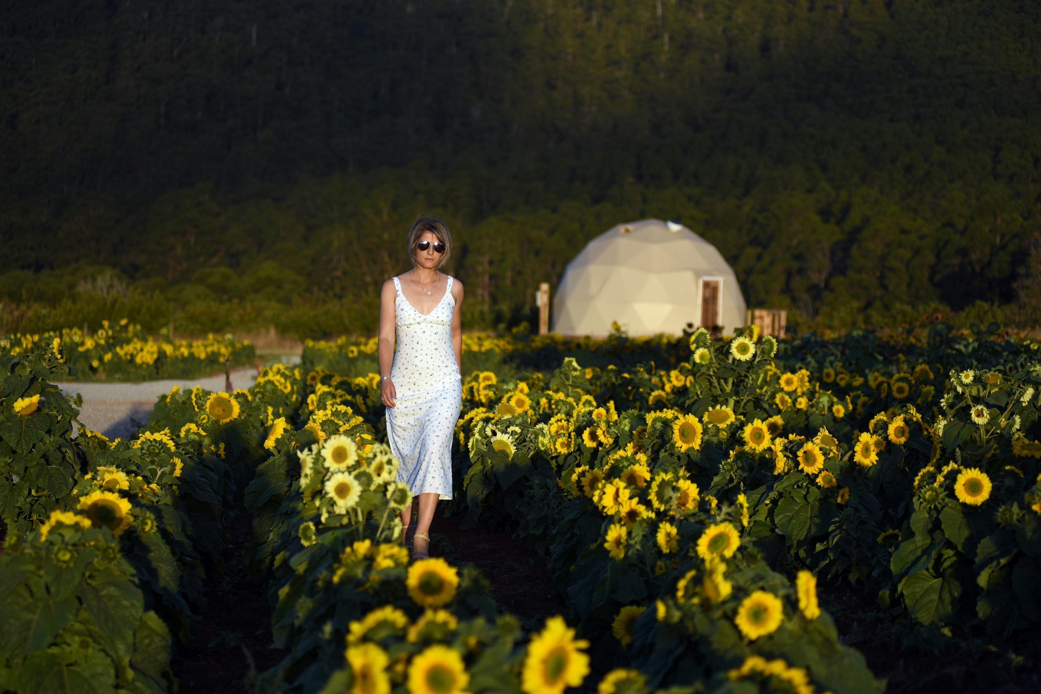 Mount Gnomon Farm