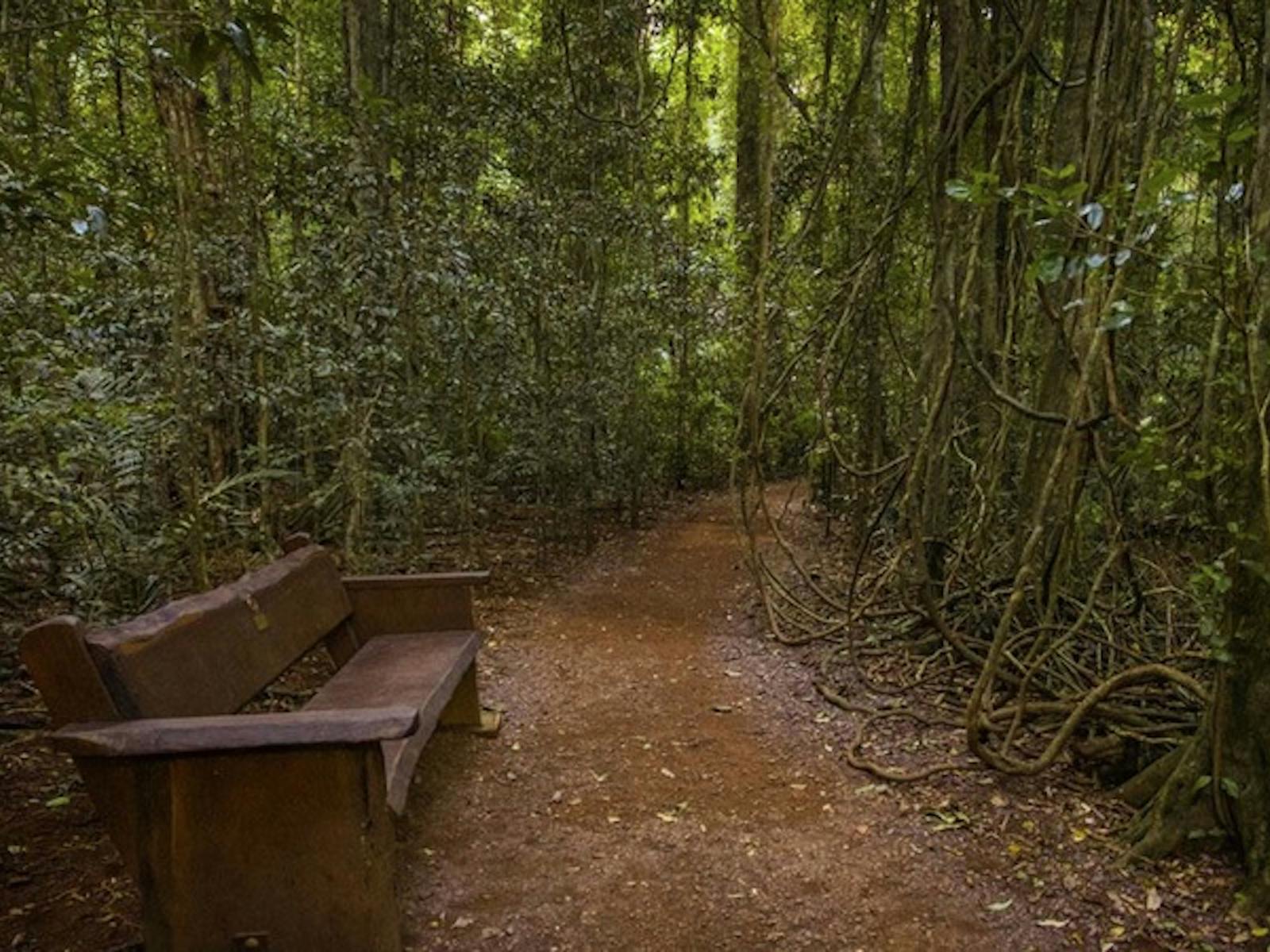 Mary Cairncross Scenic Reserve Rainforest Walk