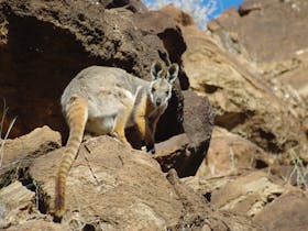 Photo of a magnificent yellow footed rock wallaby in the reserve