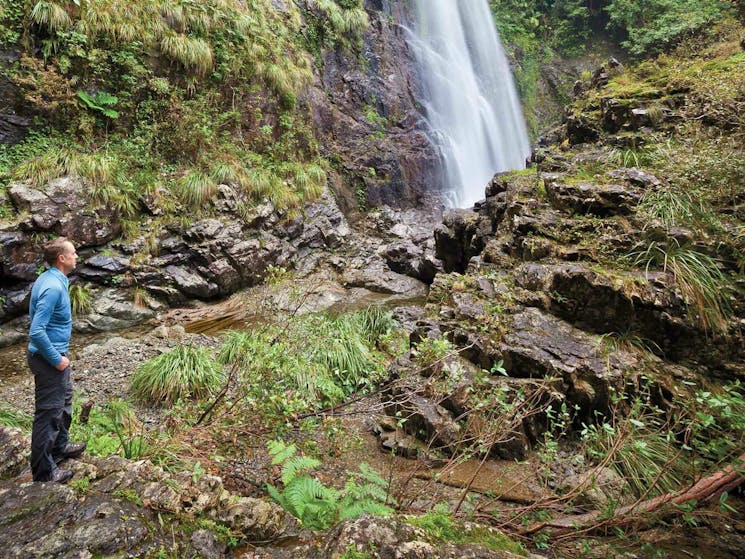 Red Cedar Falls walking track, Dorrigo National Park. Photo: Rob Cleary