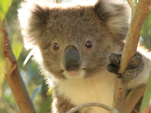 Raymond Island Koala Trail