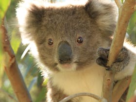 Raymond Island Koala Trail