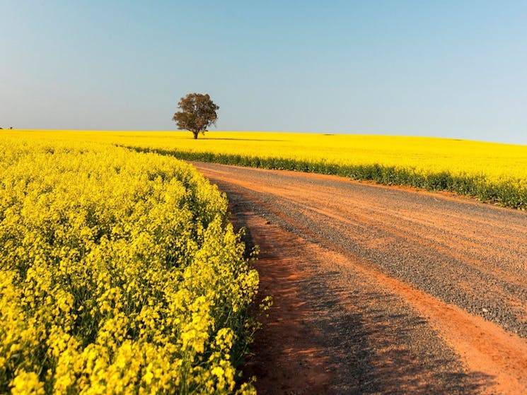 Canola Trail