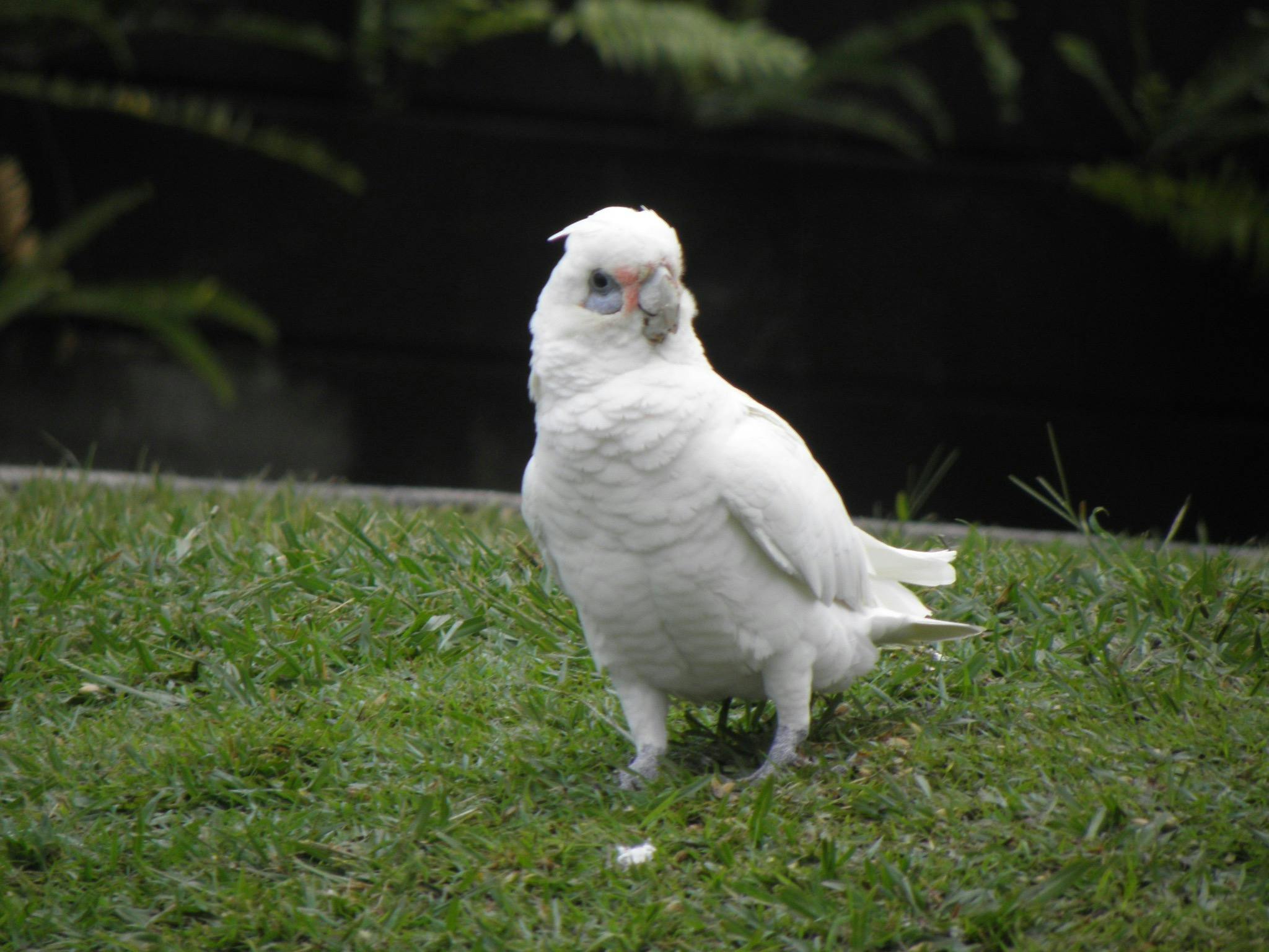 Little corella, Eagleby