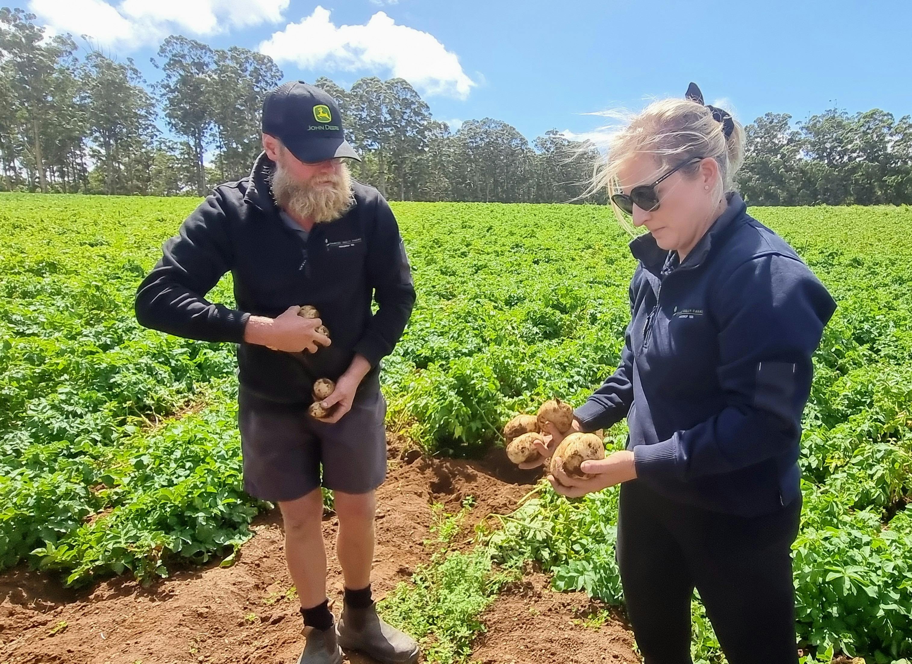 2 people picking potatoes