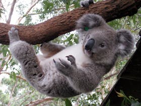 William Krystal - Port Macquarie Koala Hospital