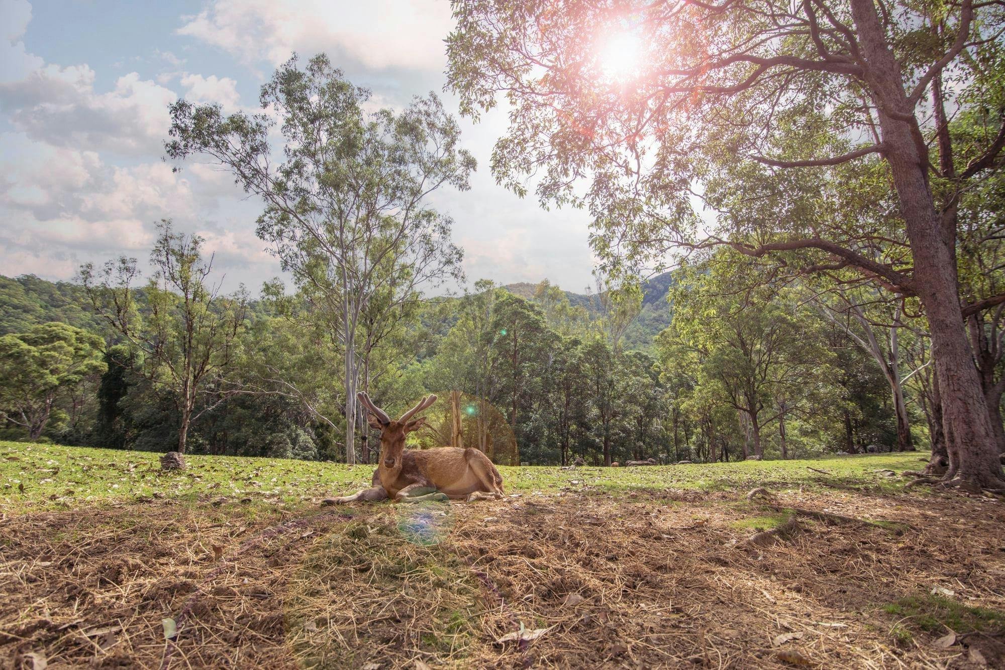 Enjoy the peace and beauty of the deer up close