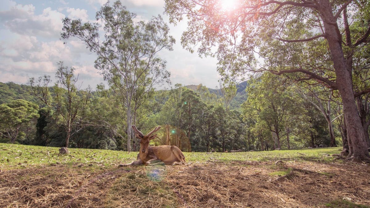 Rusa stag green paddock rescue deer velvet antler