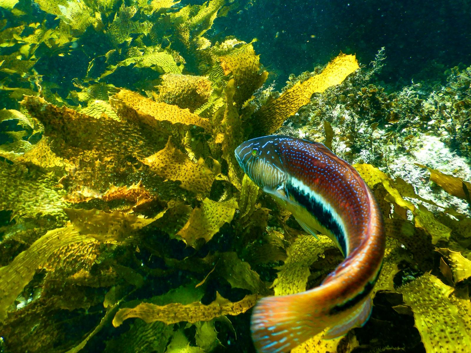 A Maori wrasse changes direction and swims toward a patch of kelp on the reef