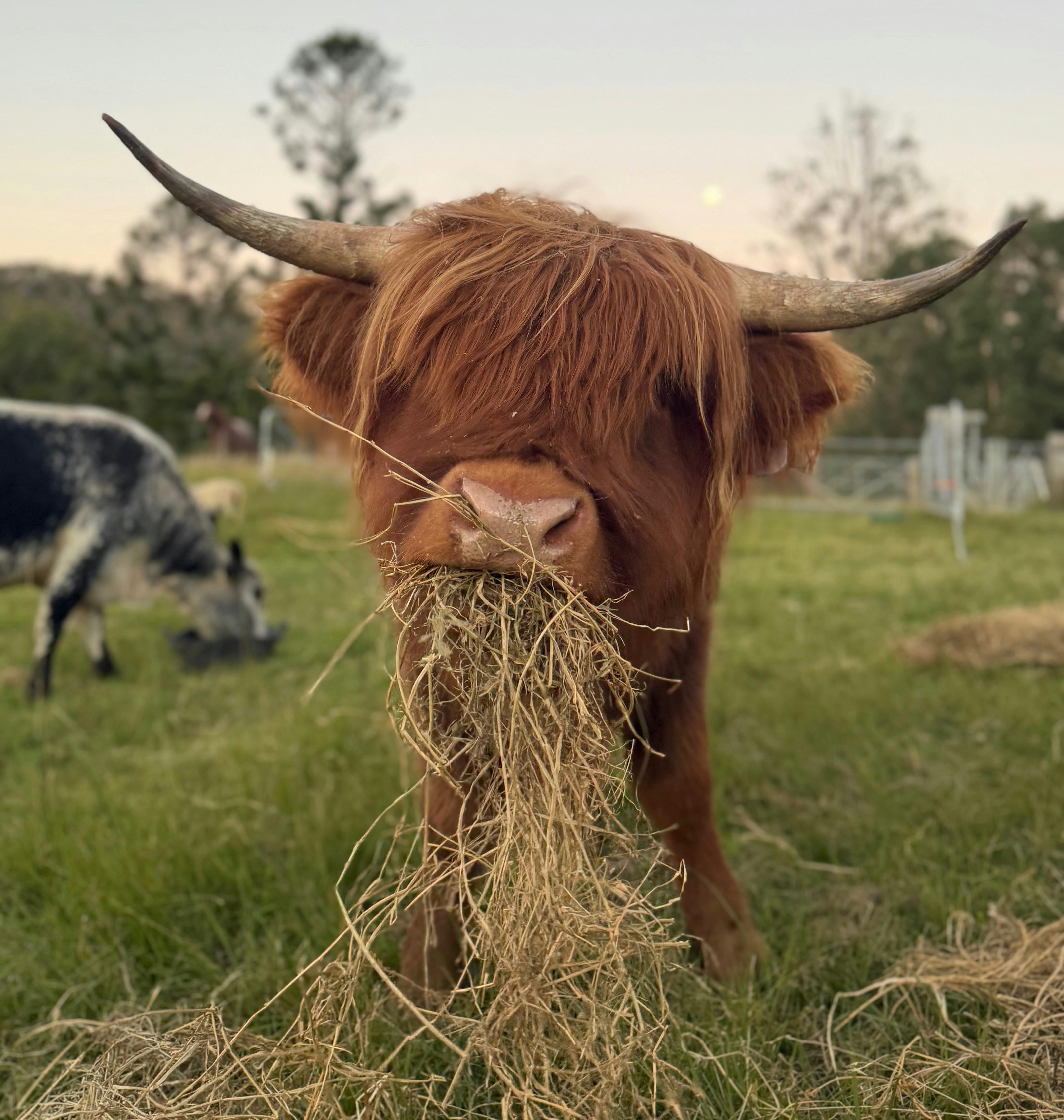 Highland cattle experience