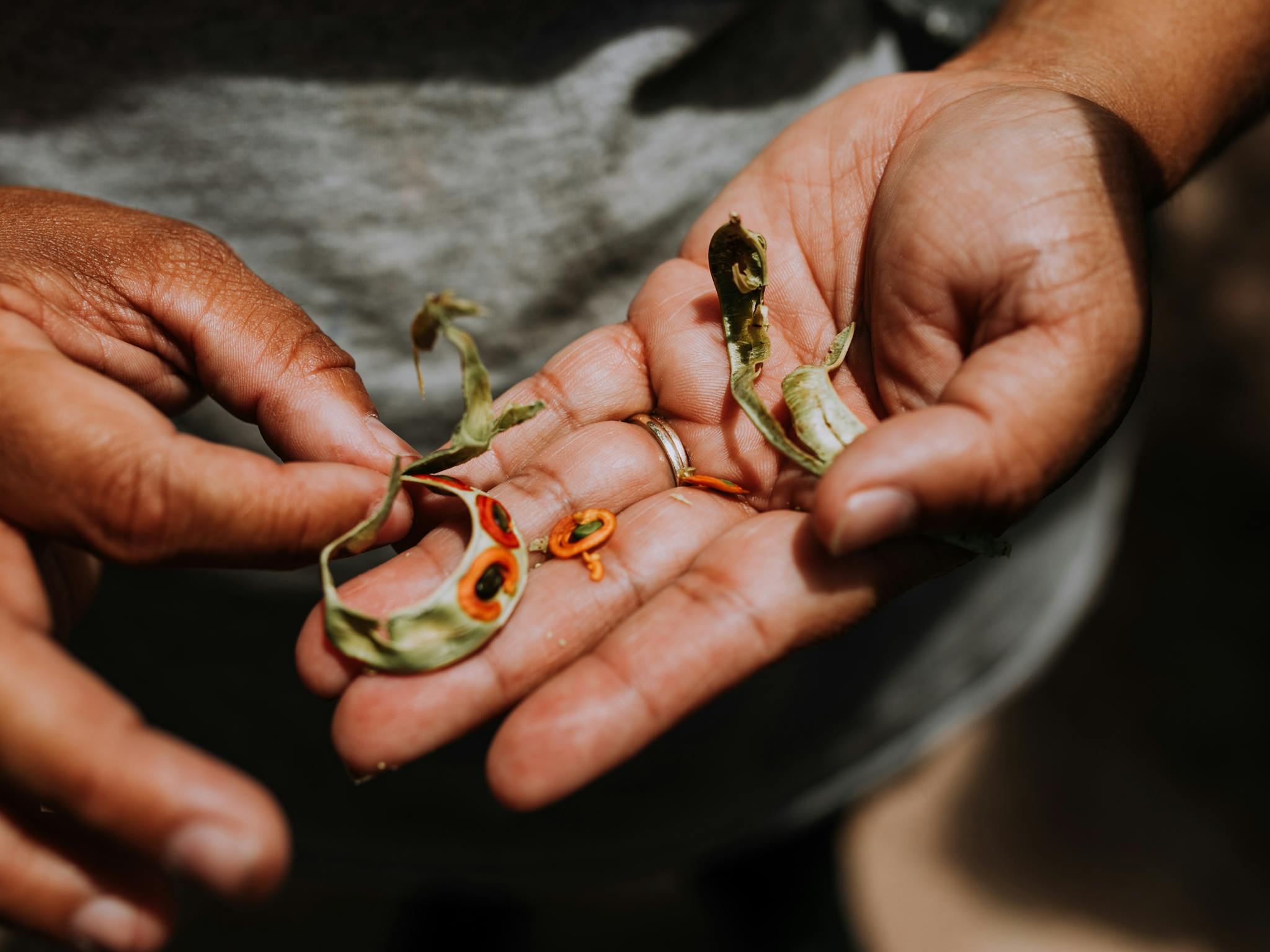 Bibaraak Seeds