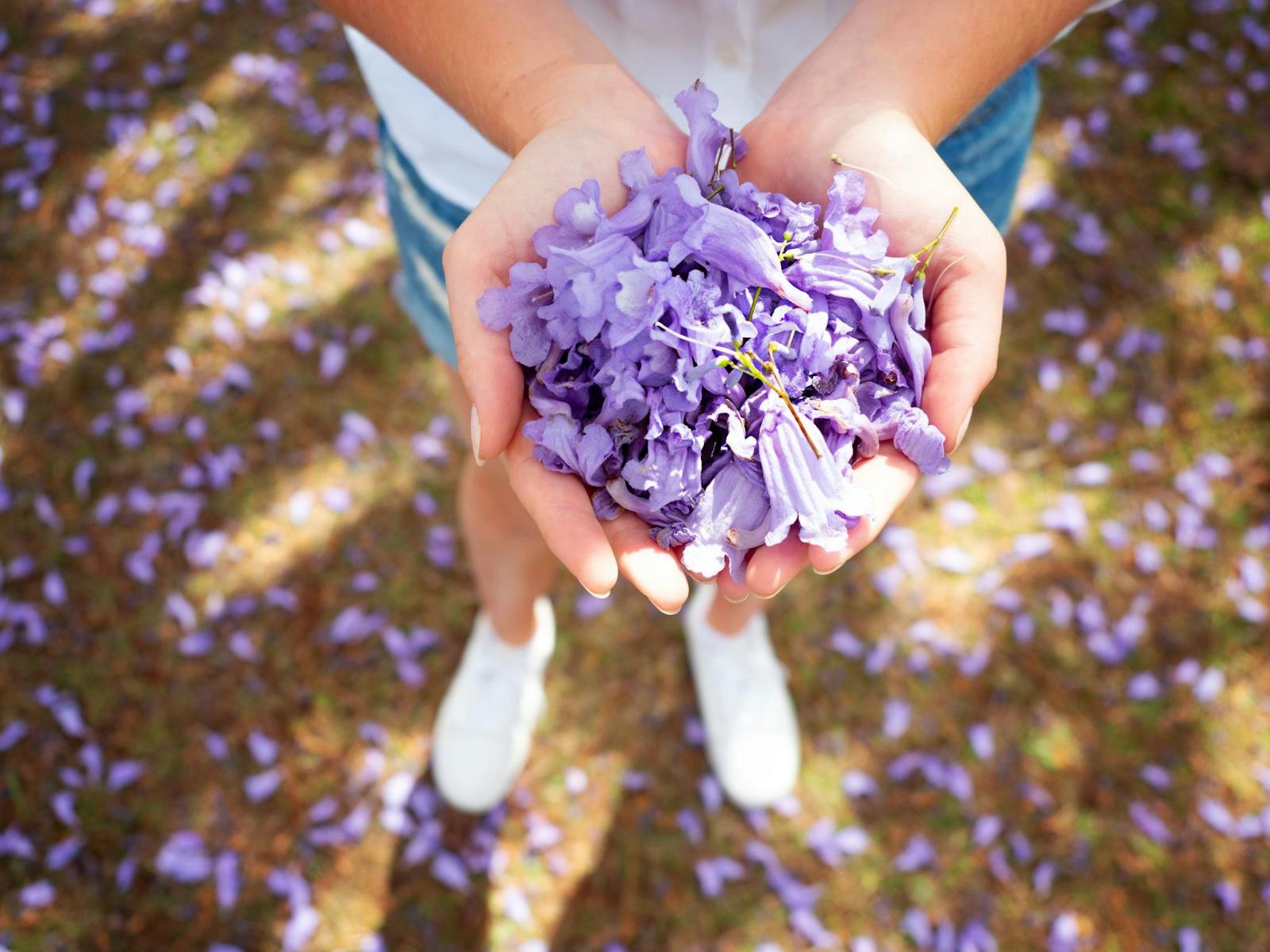 Someone Cupping a handful of jacaranda blooms