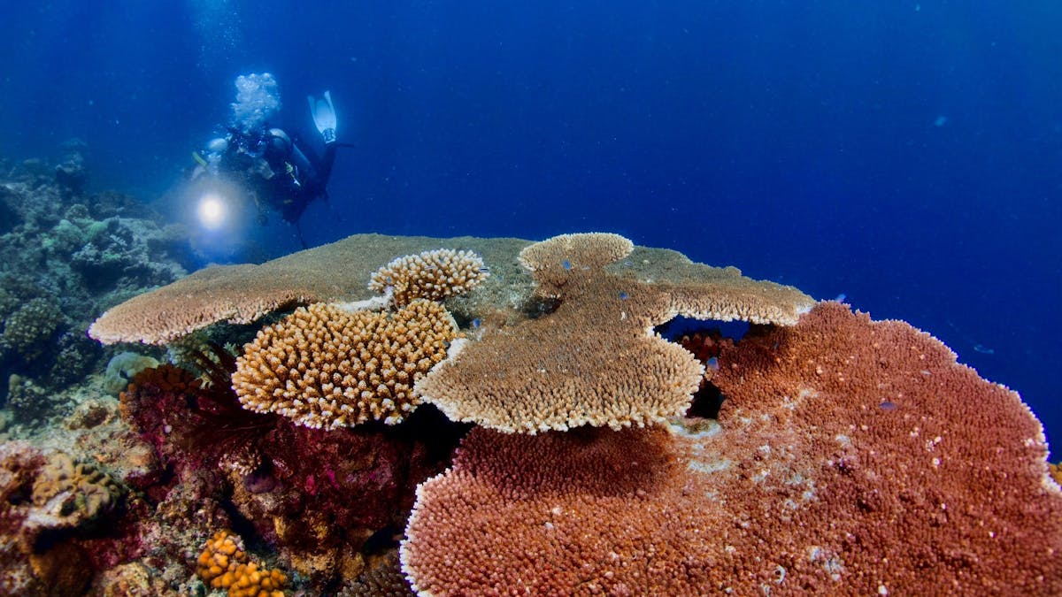 2 divers with torches swimming towards a plate coral