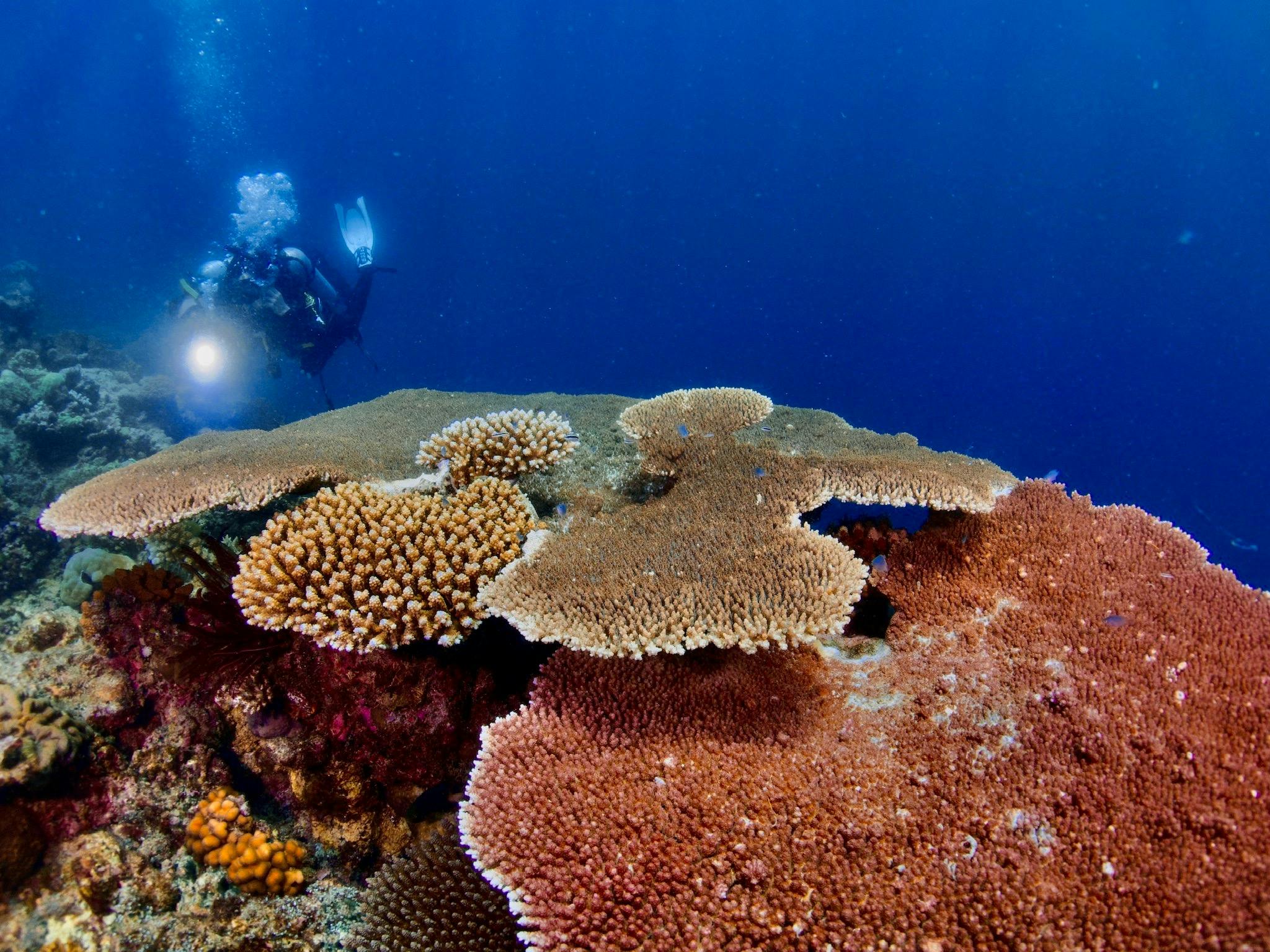 2 divers with torches swimming towards a plate coral 2 divers with torches swimming towards a plate coral