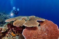 2 divers with torches swimming towards a plate coral