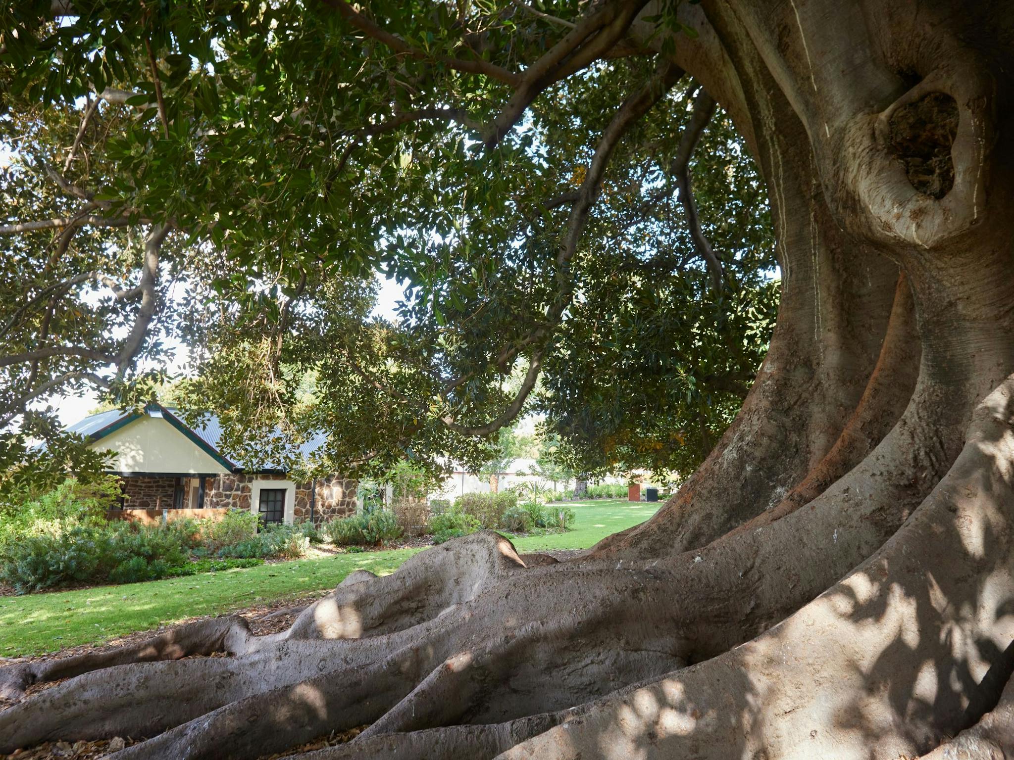 Hardys Tintara Moreton Bay Fig