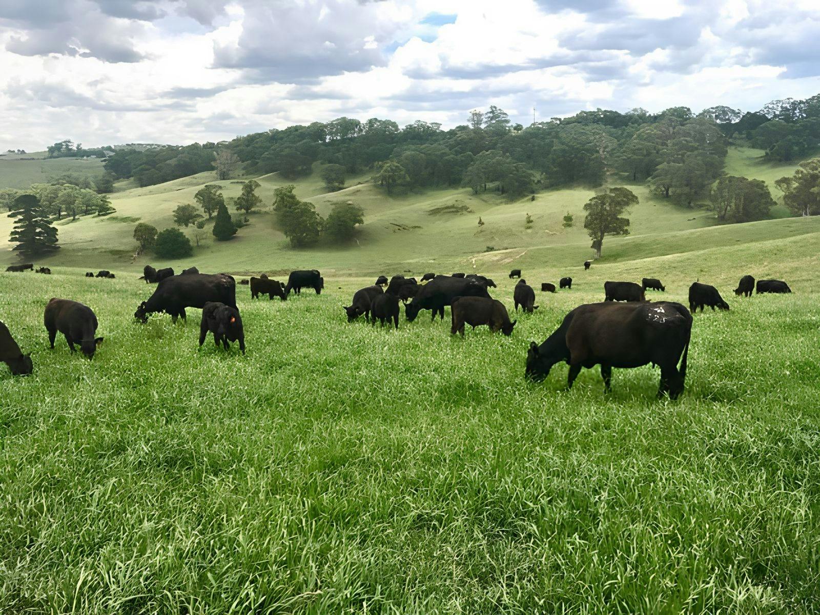 Angus cattle grazing