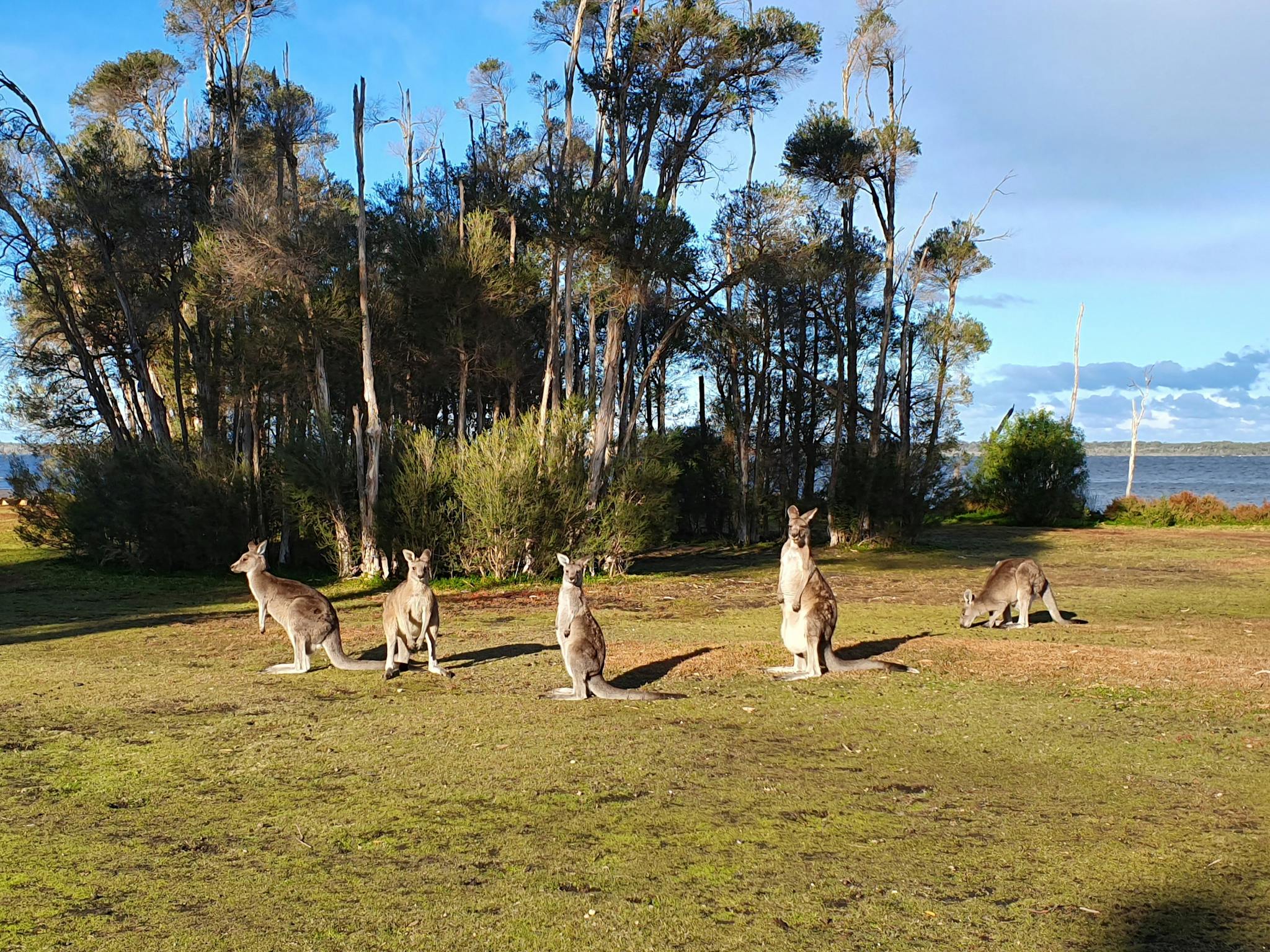 kangaroos