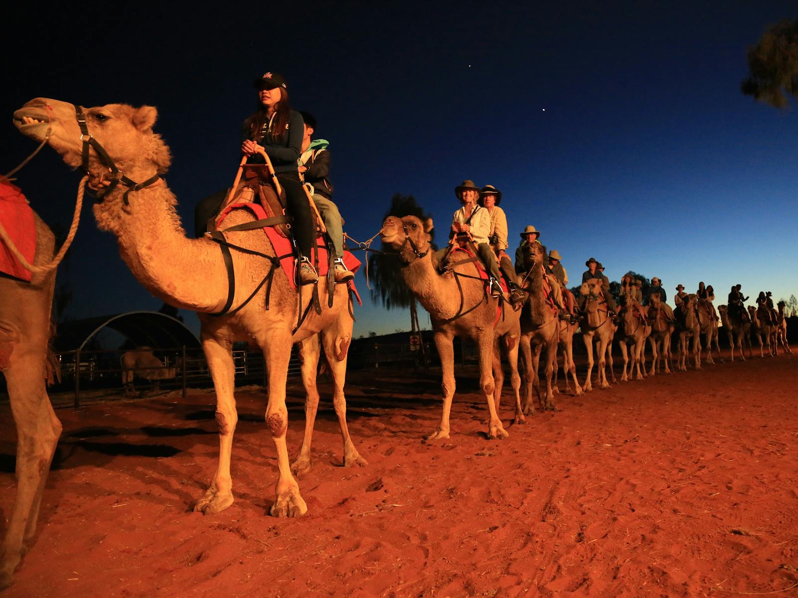 Uluru Camel Tours