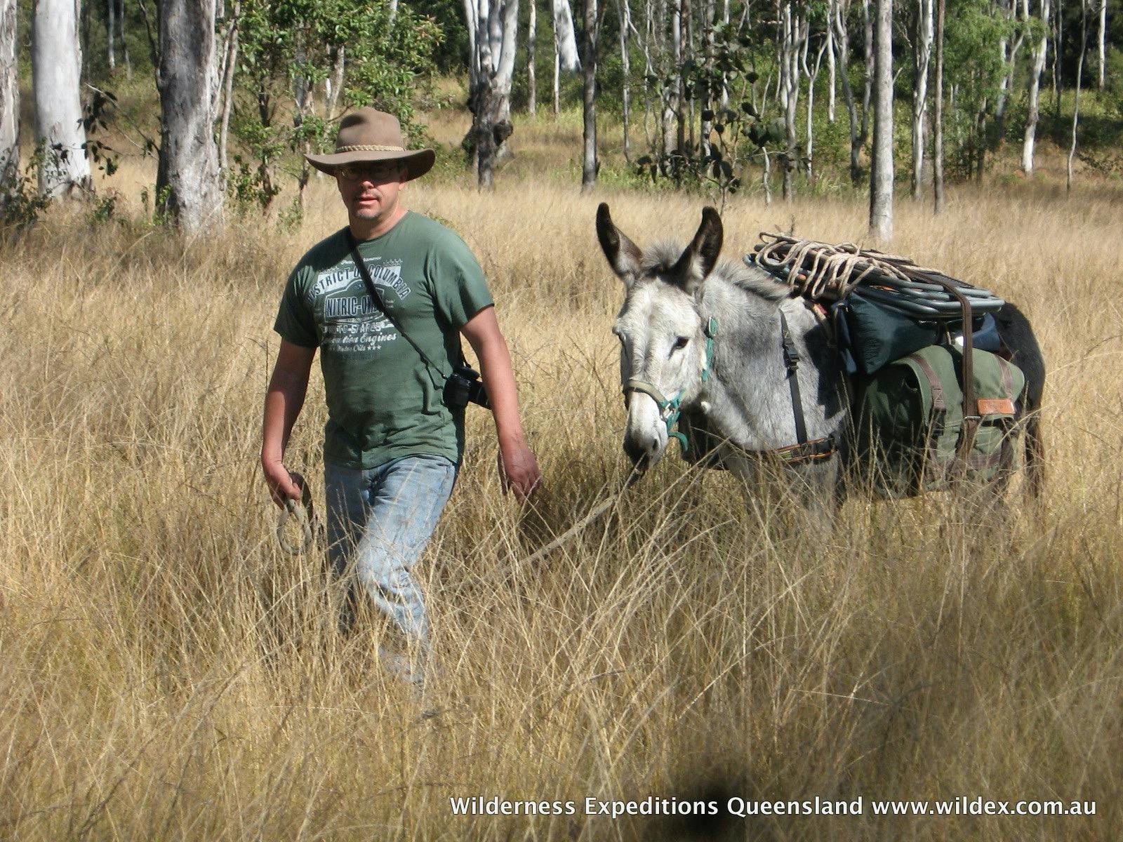 Leading loaded donkey "Jack" along a cattle pad in open Eucalypt woodlands