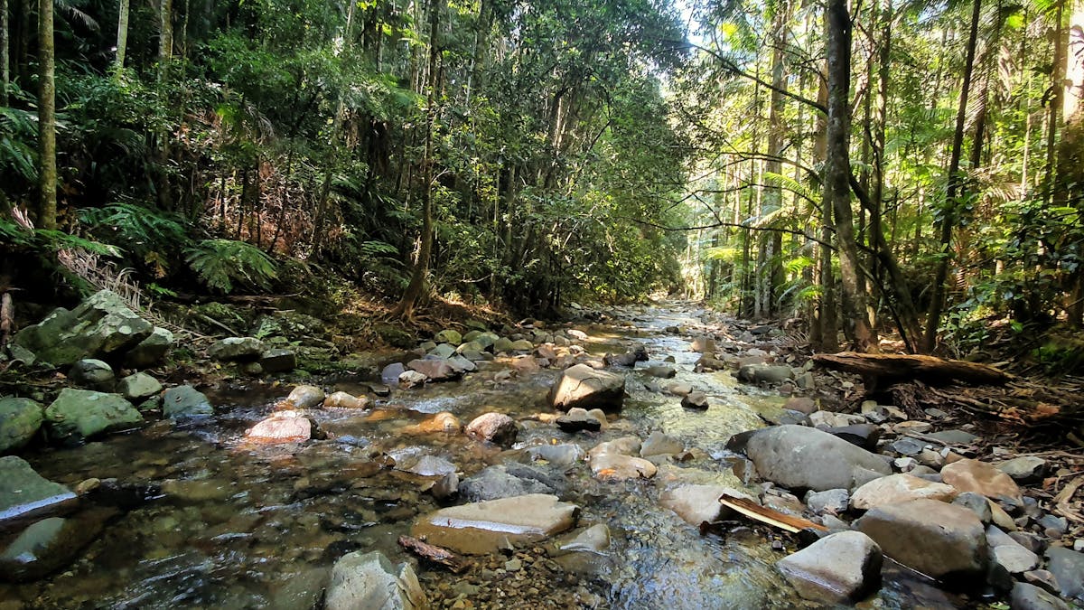 Tall trees stand on either side of a rainforest creek, gently flowing.